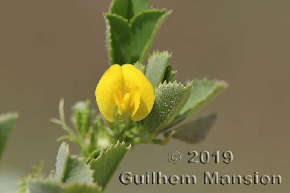 Medicago intertexta subsp. ciliaris