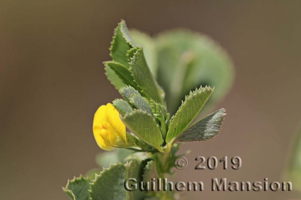 Medicago intertexta subsp. ciliaris