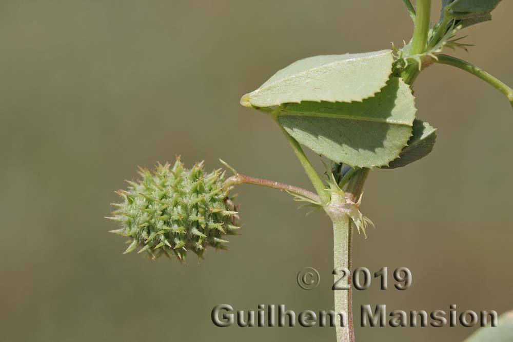 Medicago intertexta subsp. ciliaris