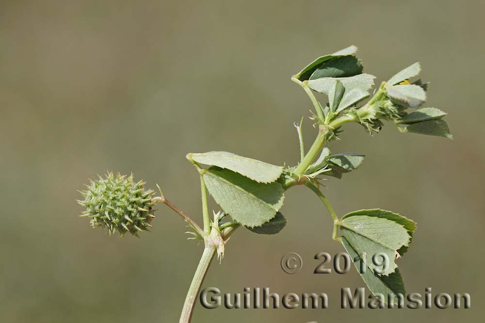 Medicago intertexta subsp. ciliaris