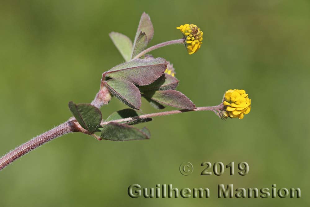 Medicago lupulina