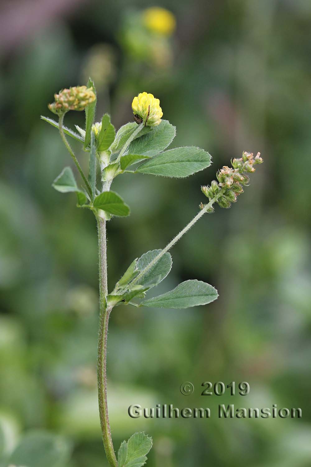 Medicago lupulina