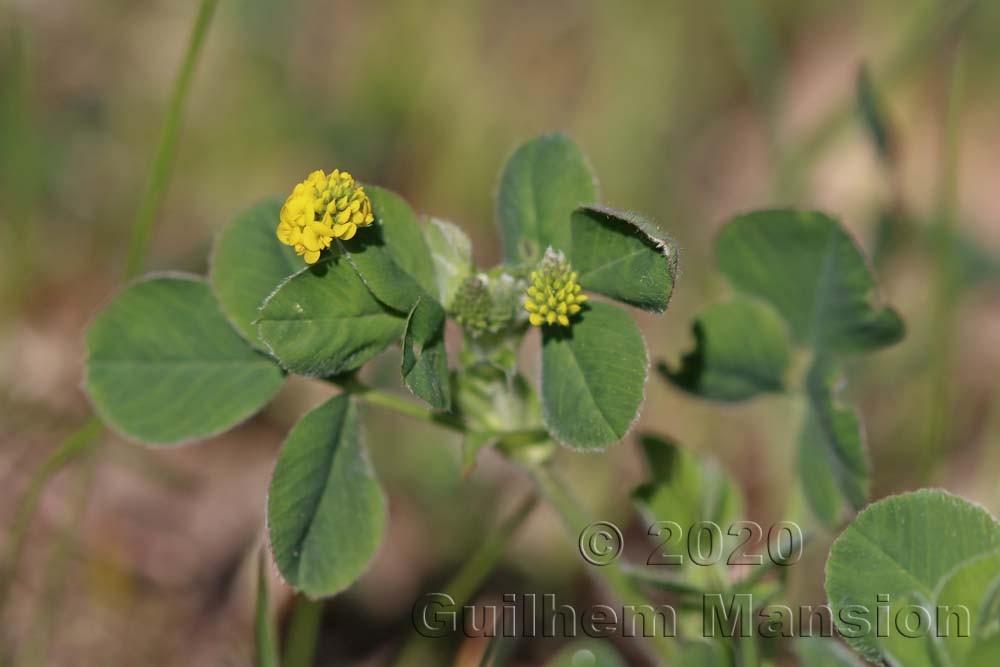 Medicago lupulina