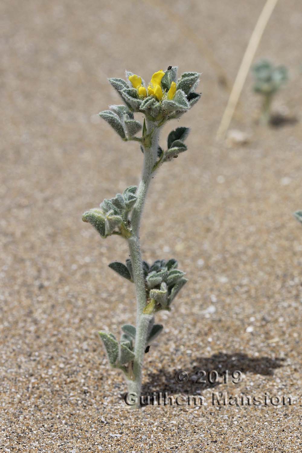 Medicago marina