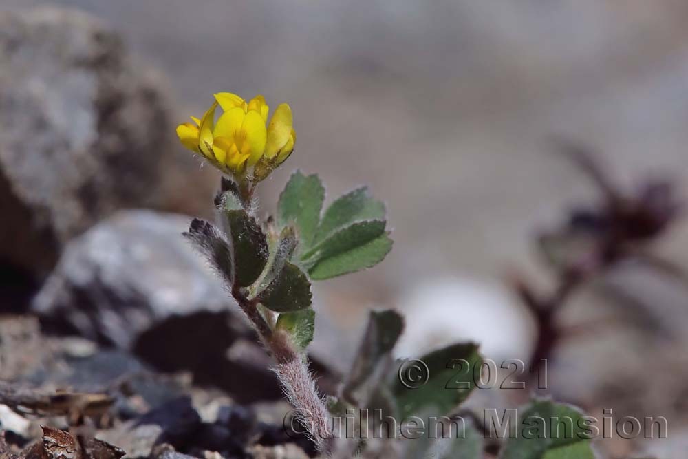 Medicago minima