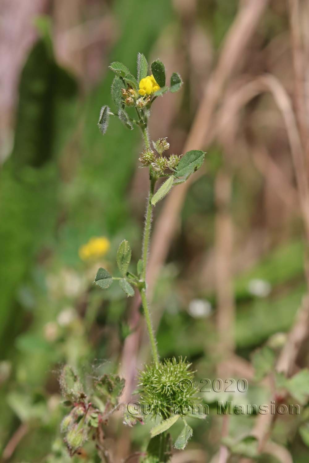 Medicago minima