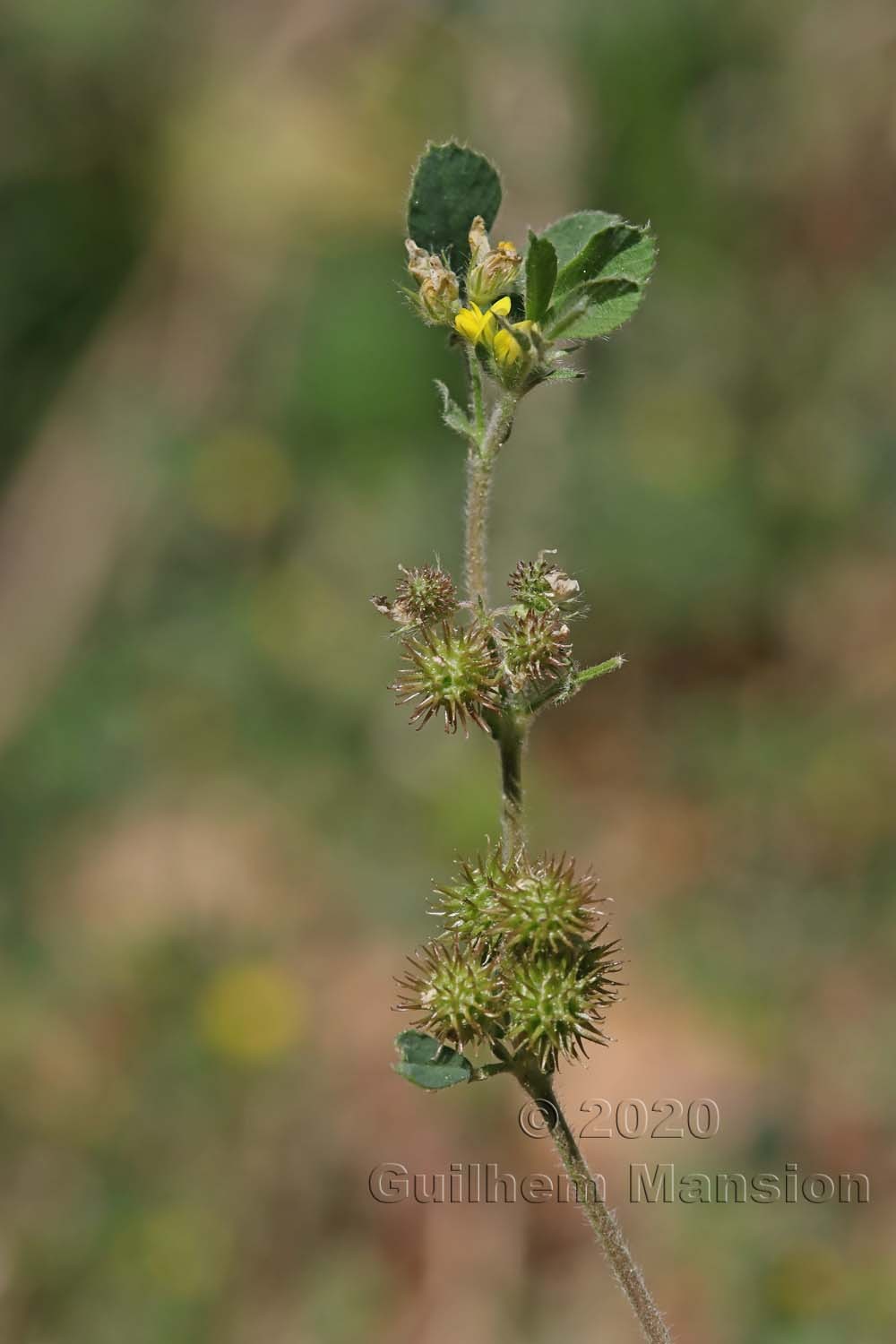 Medicago minima