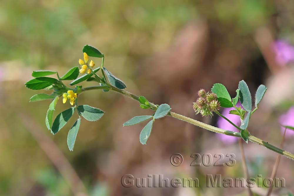 Medicago minima