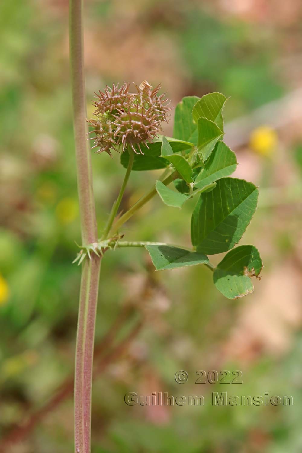 Medicago polymorpha