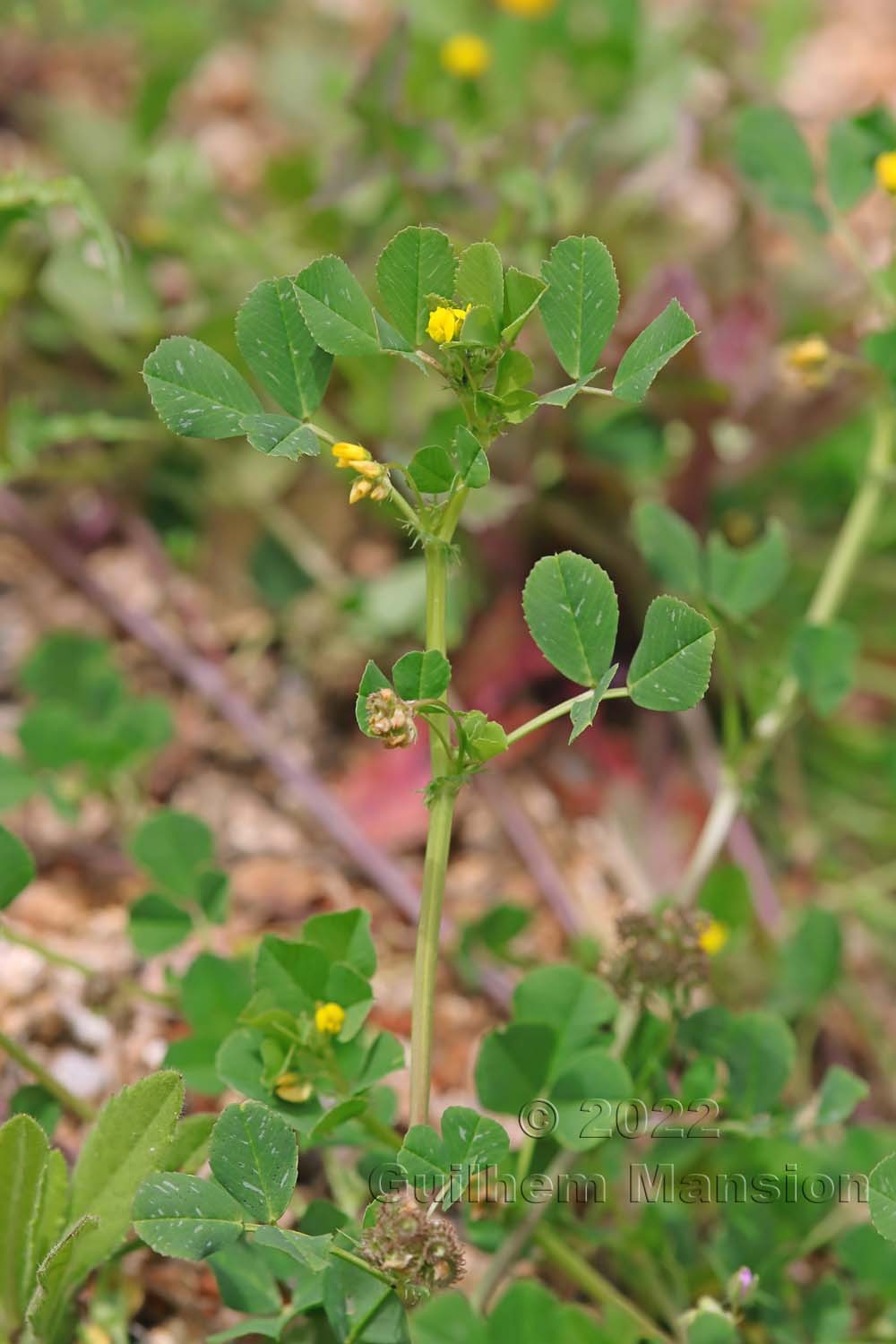 Medicago polymorpha