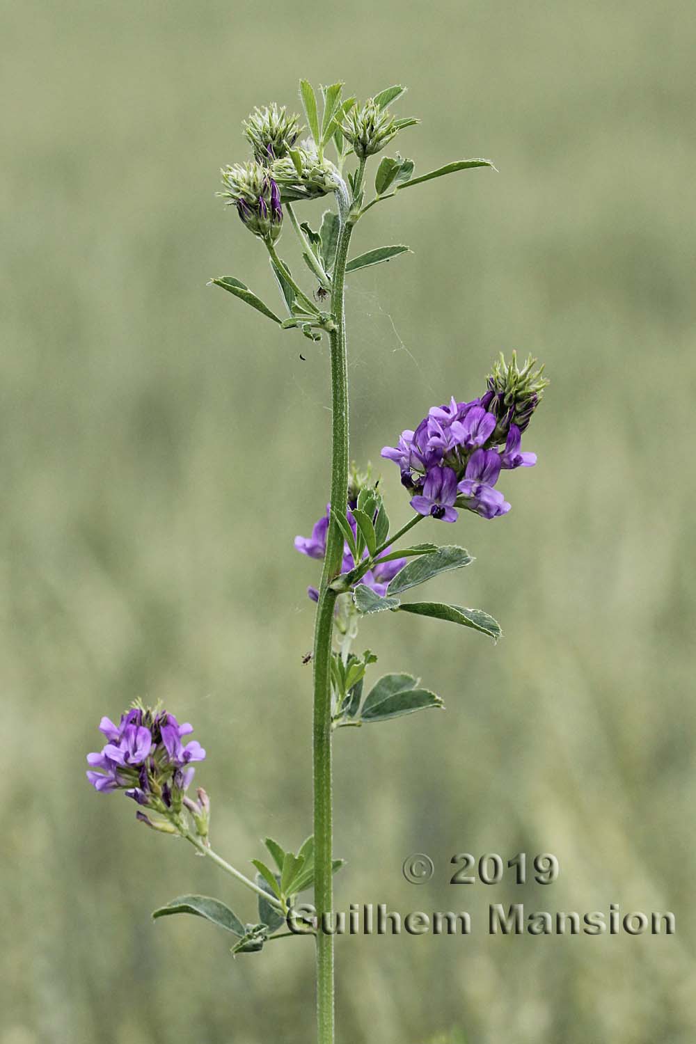 Medicago sativa