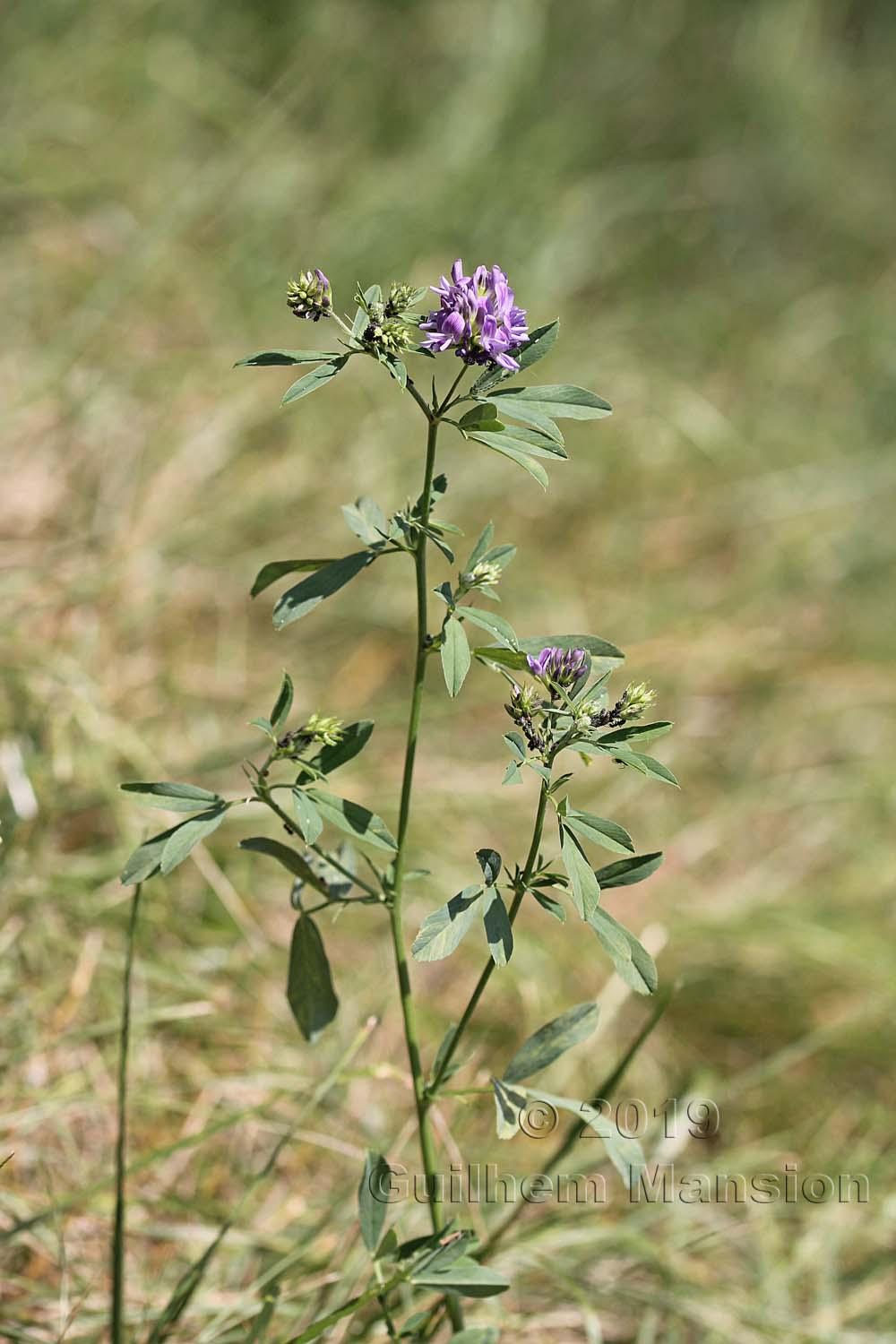 Medicago sativa