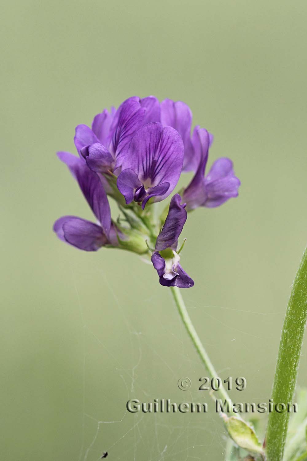 Medicago sativa