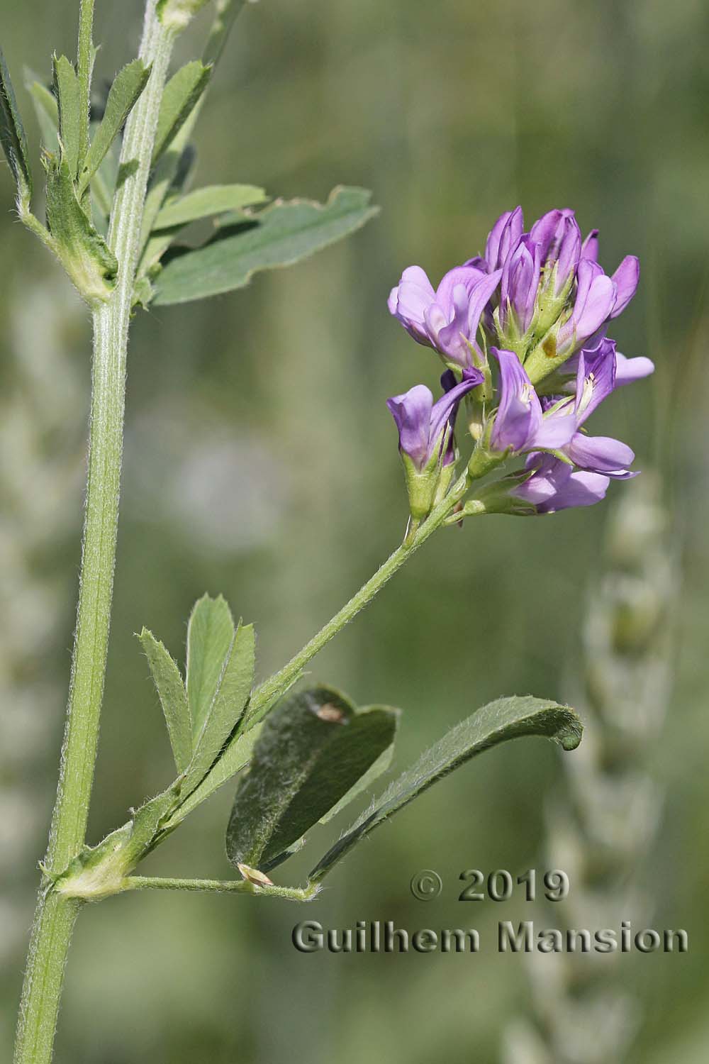 Medicago sativa