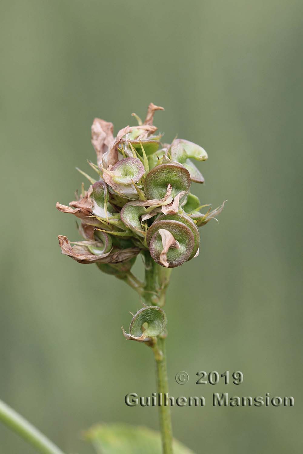 Medicago sativa