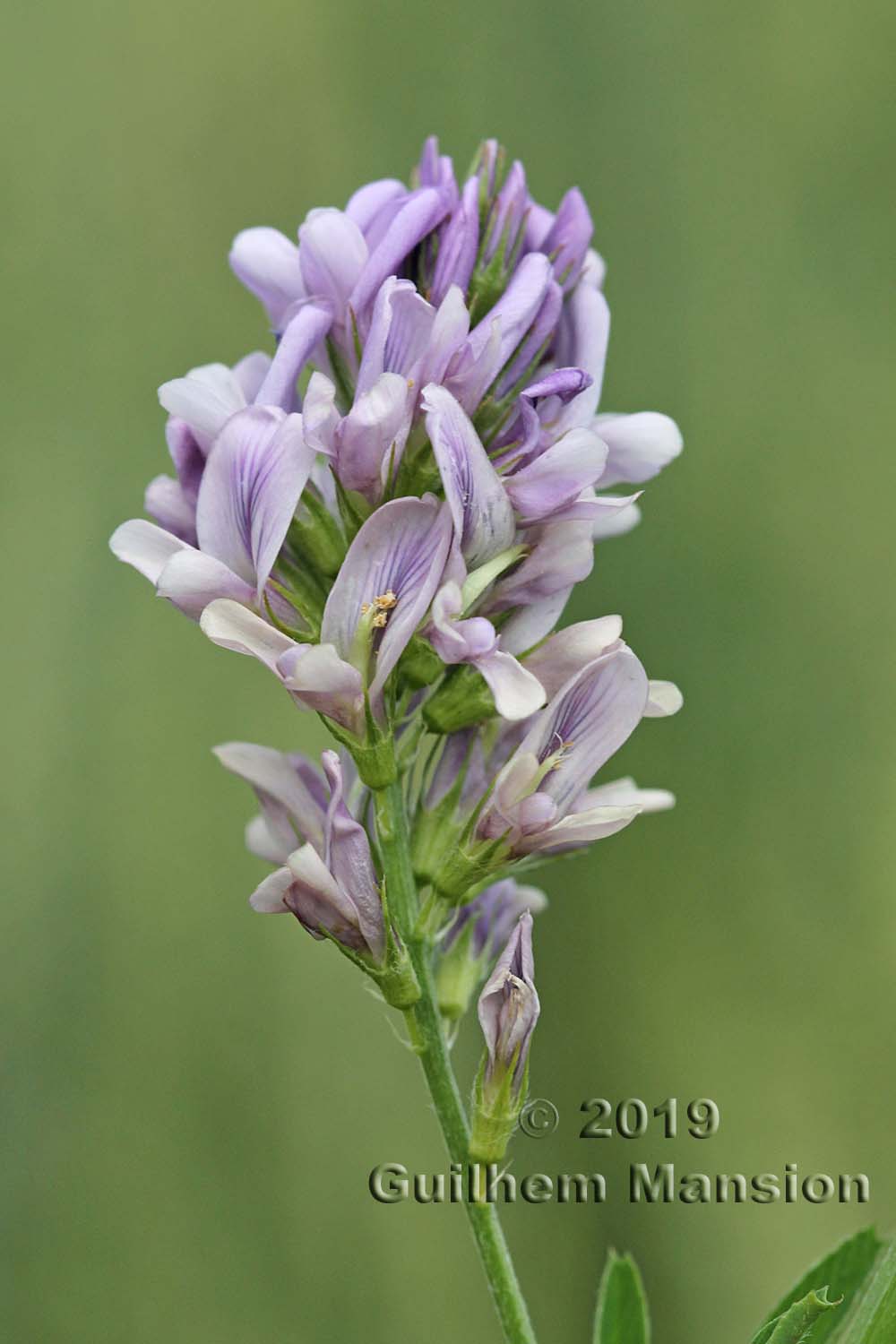 Medicago sativa