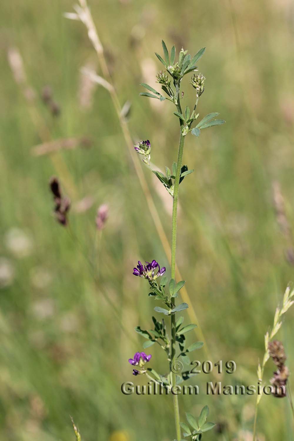 Medicago sativa