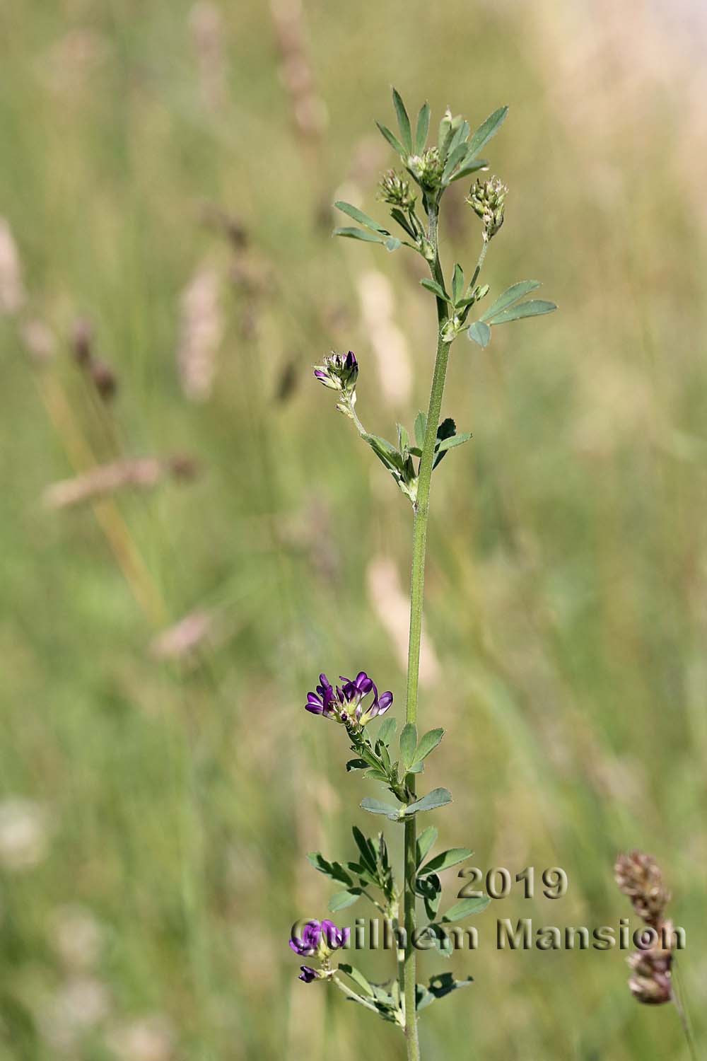 Medicago sativa