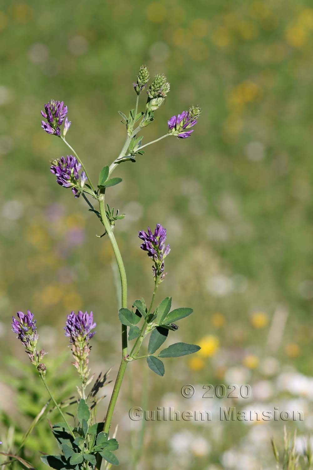 Medicago sativa