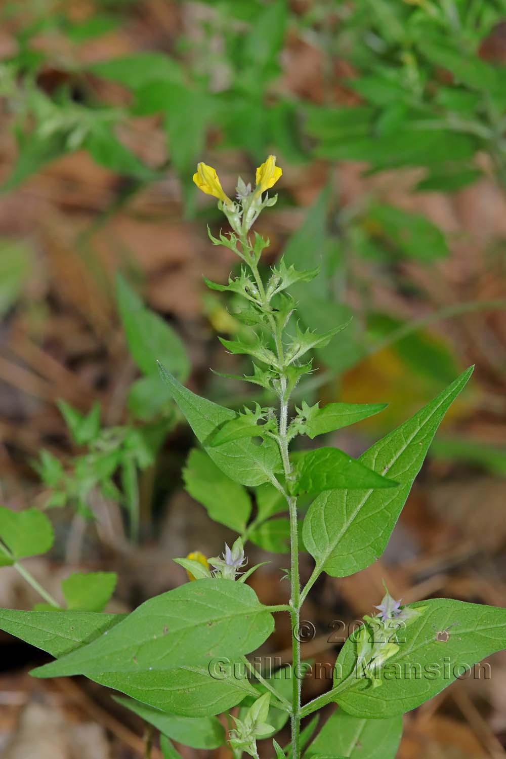 Melampyrum catalaunicum