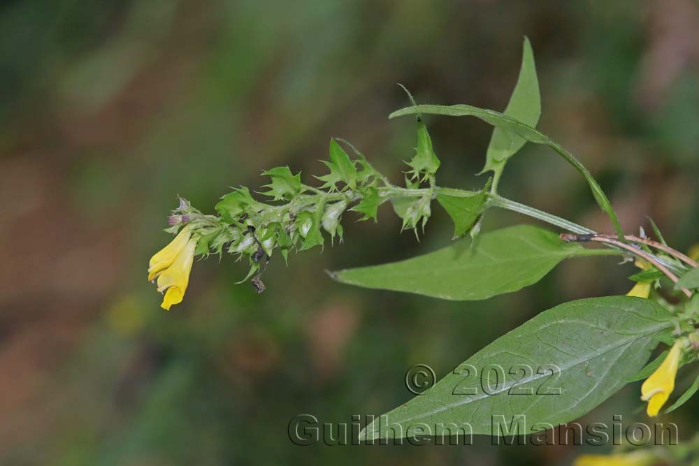 Melampyrum catalaunicum