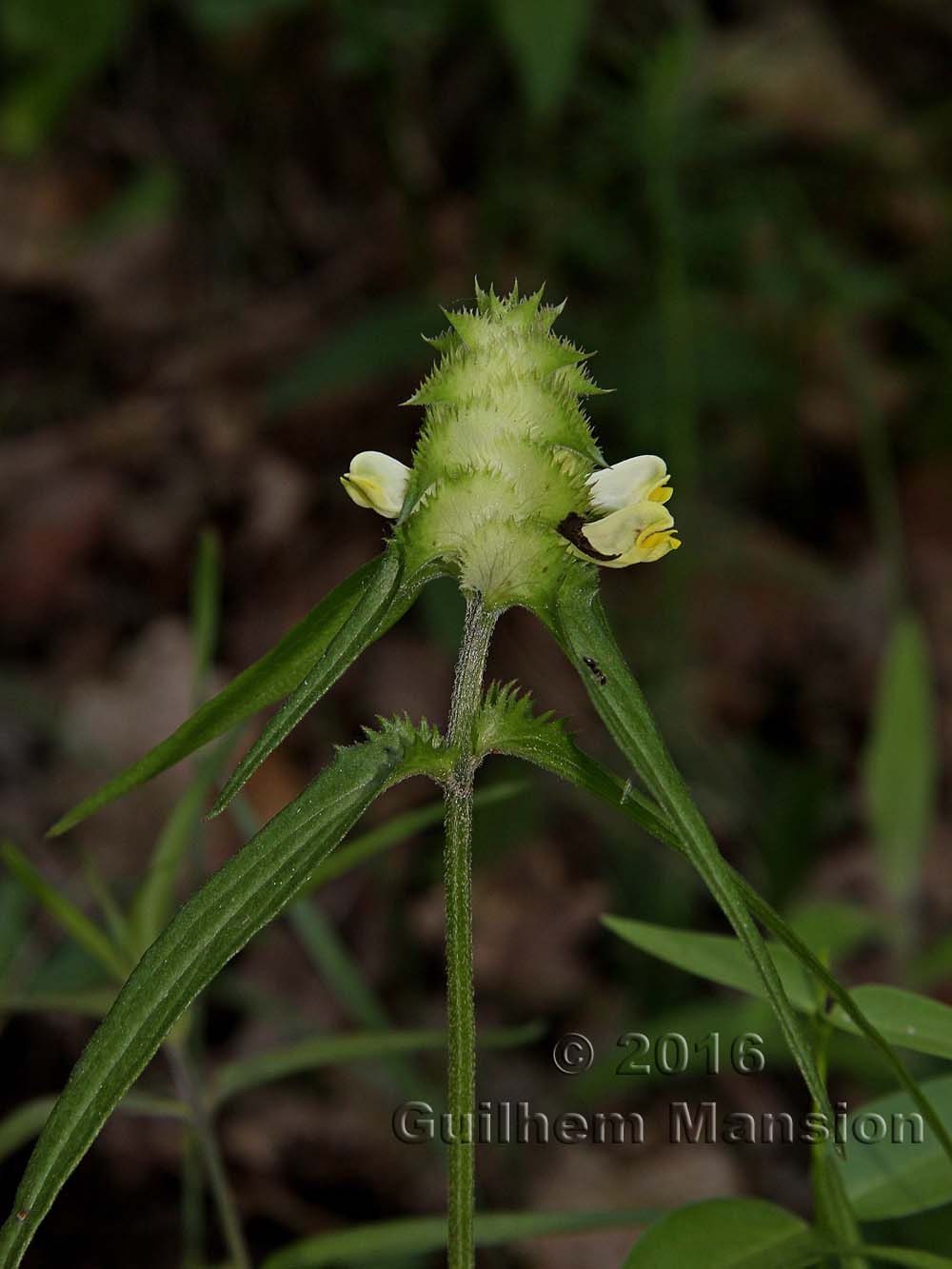 Melampyrum cristatum