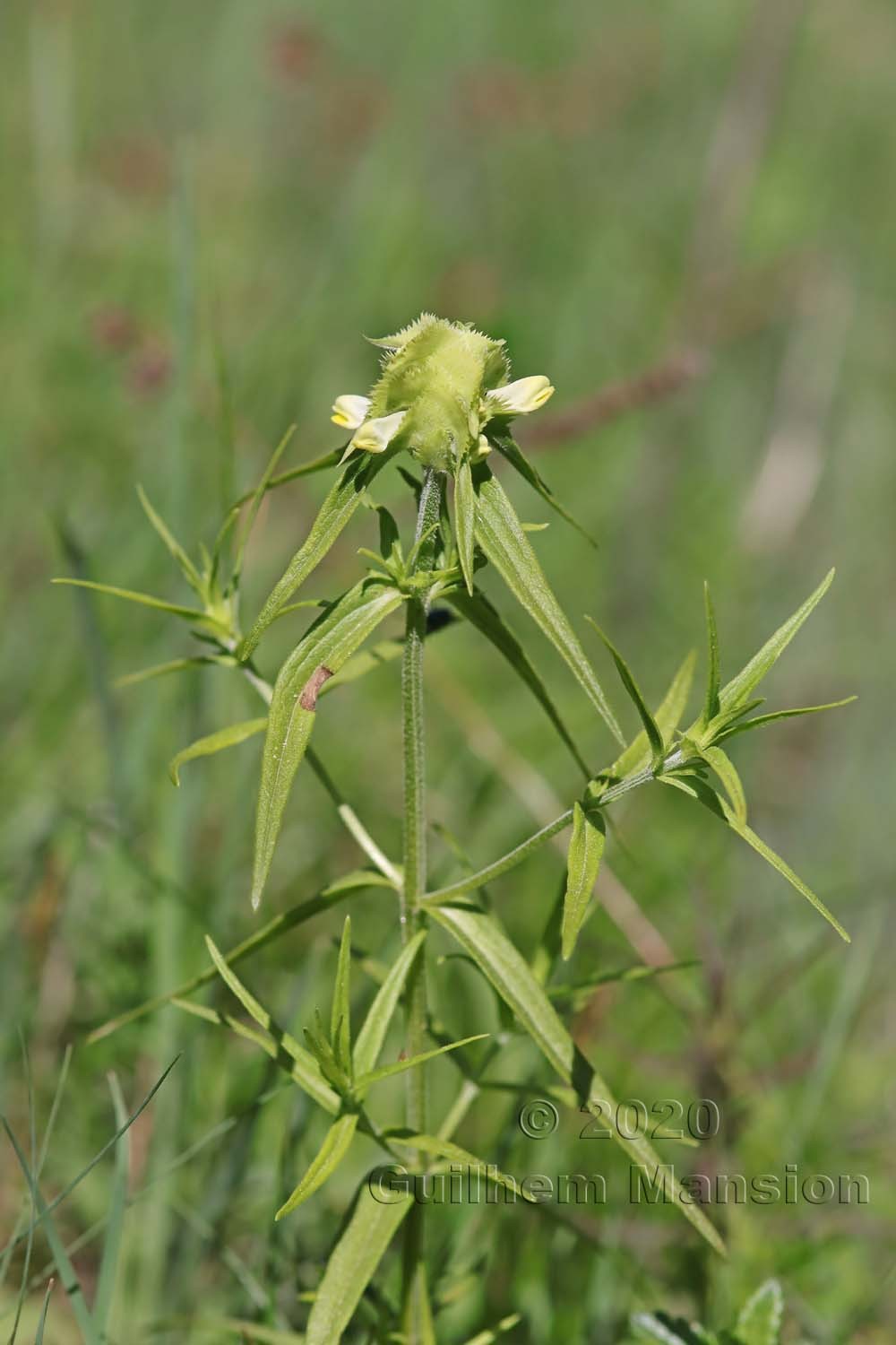 Melampyrum cristatum