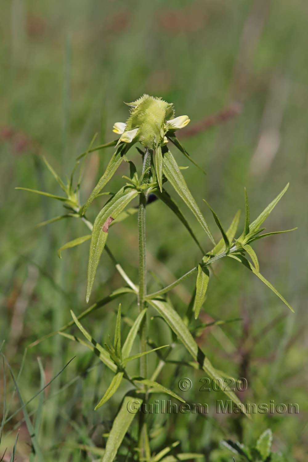 Melampyrum cristatum