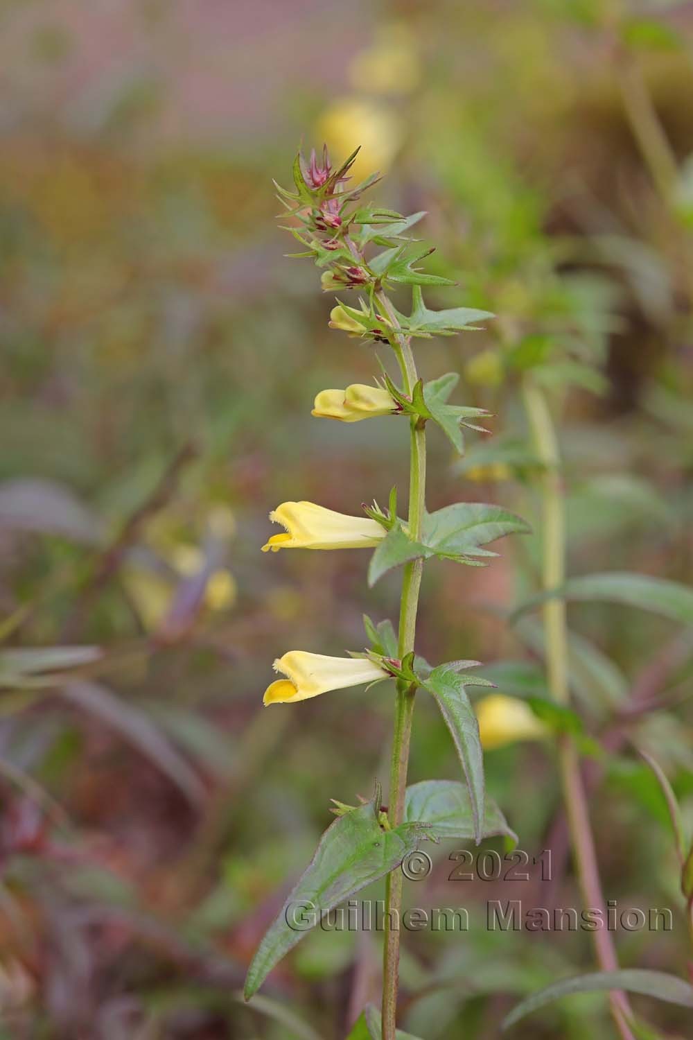 Melampyrum pratense