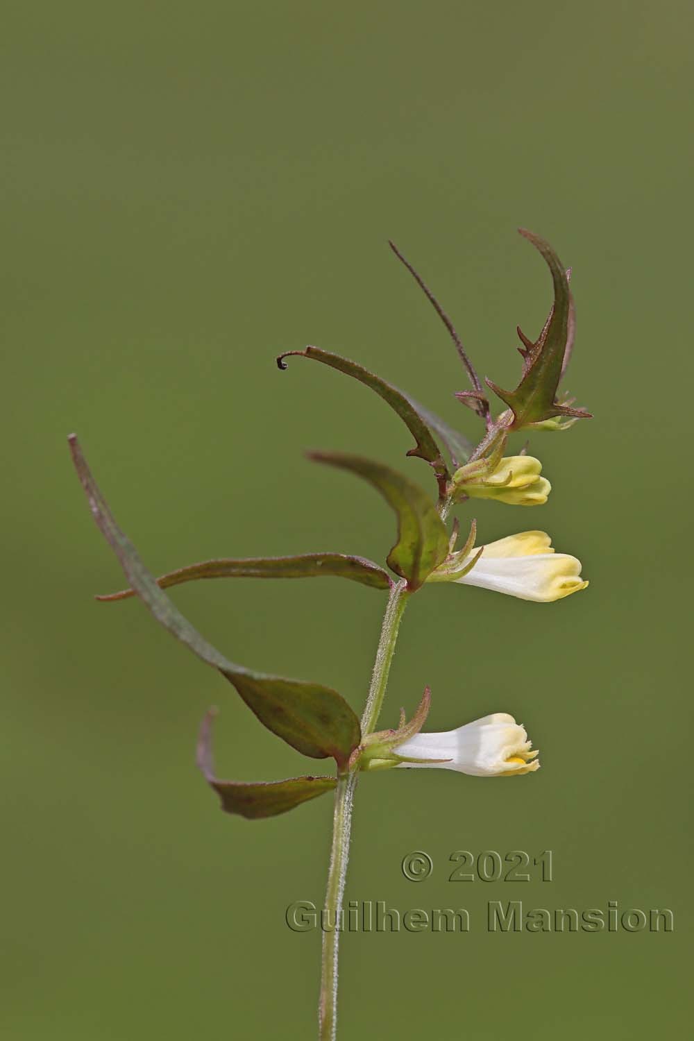 Melampyrum pratense