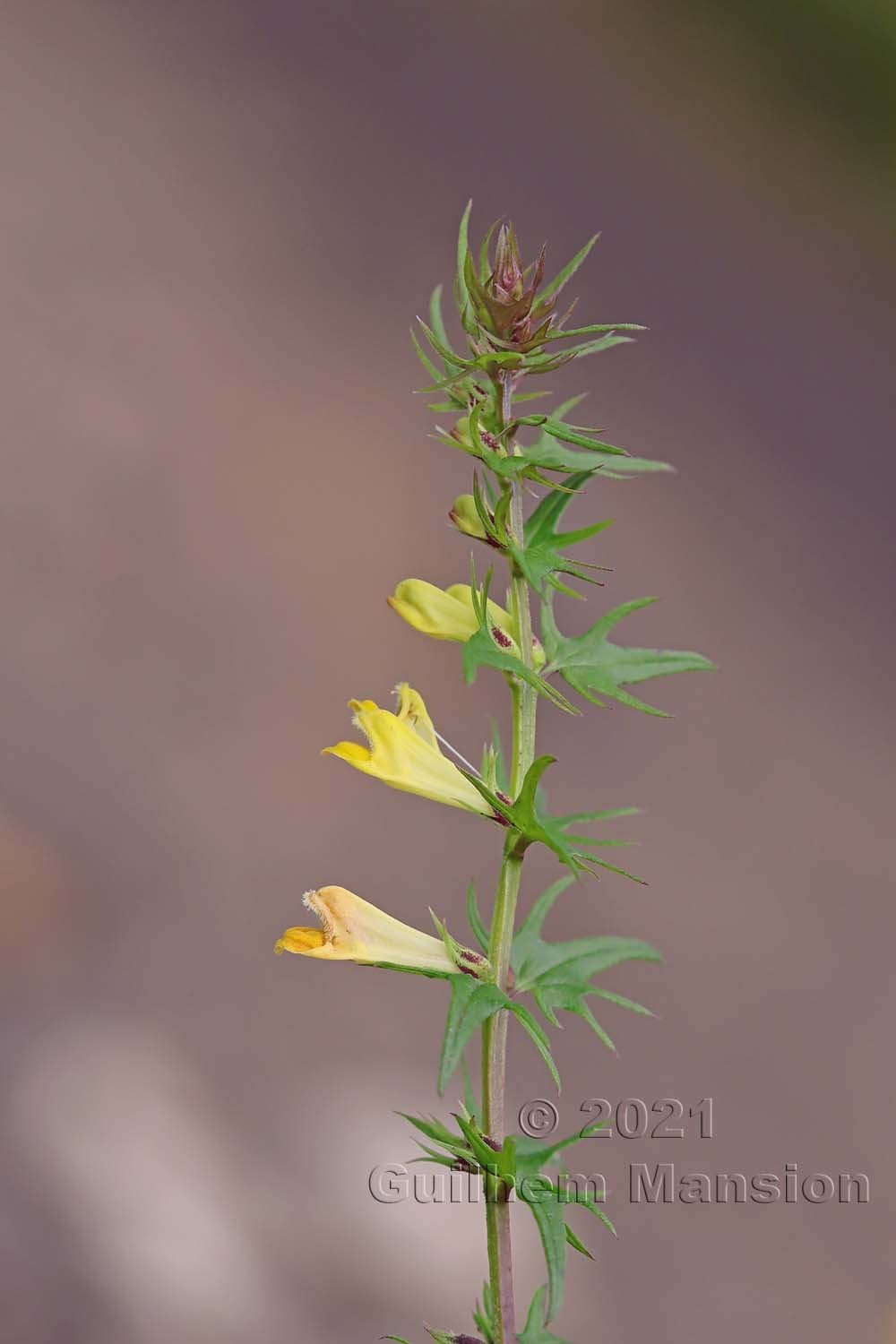 Melampyrum pratense