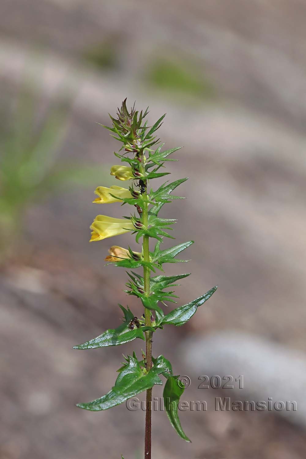 Melampyrum pratense