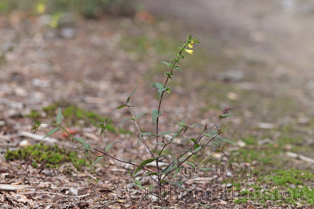 Melampyrum pratense