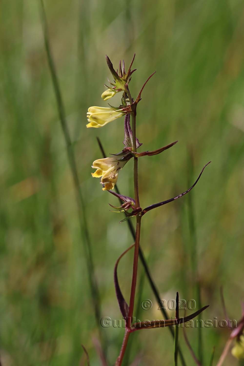 Melampyrum pratense