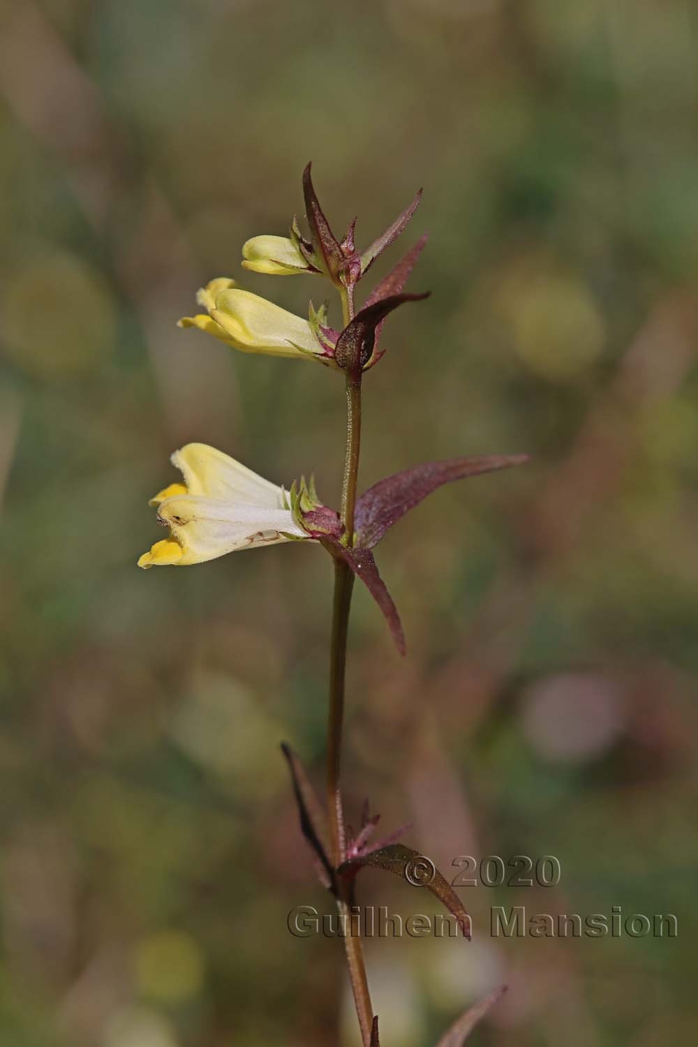 Melampyrum pratense