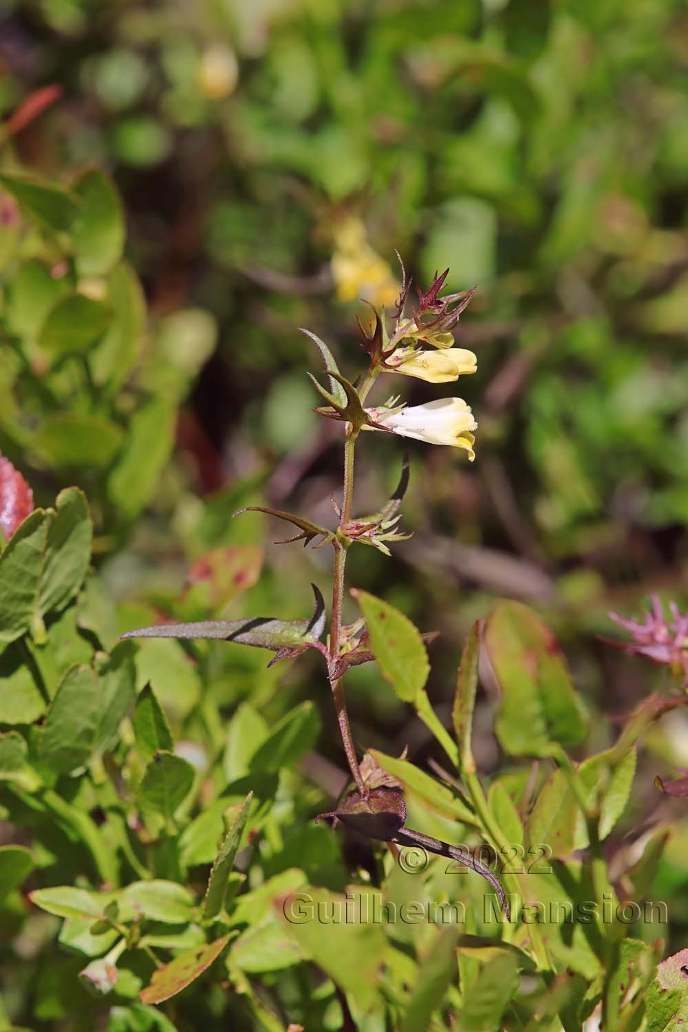 Melampyrum pratense