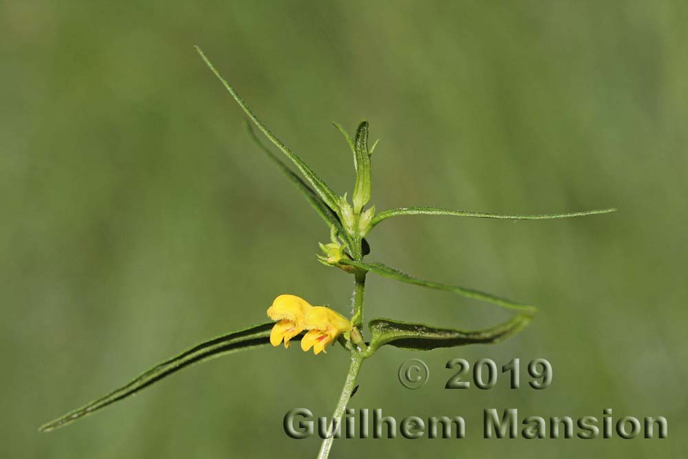 Melampyrum sylvaticum