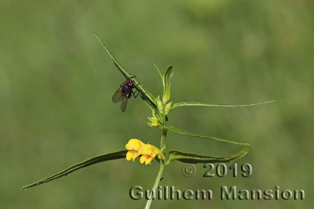 Melampyrum sylvaticum