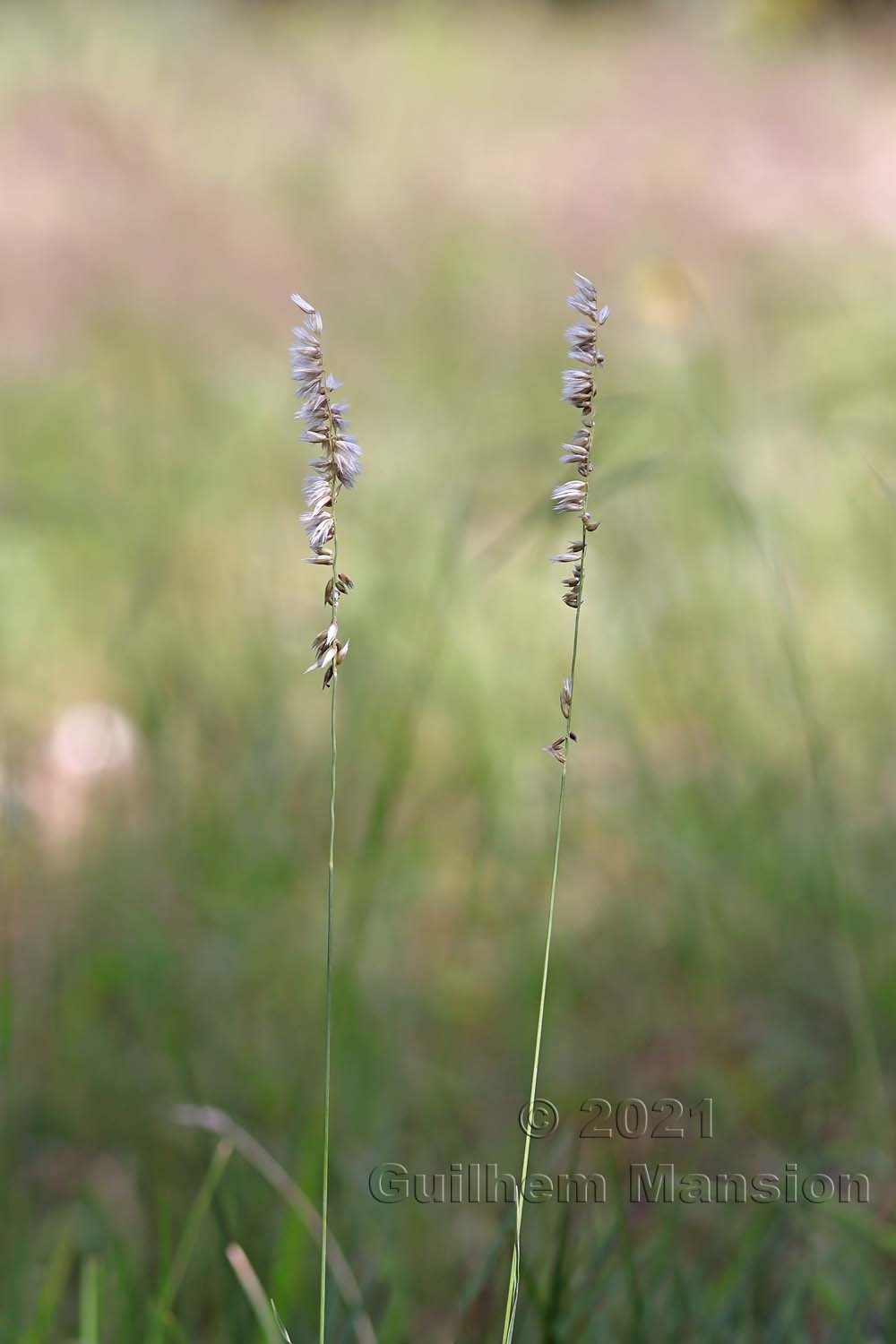 Melica ciliata