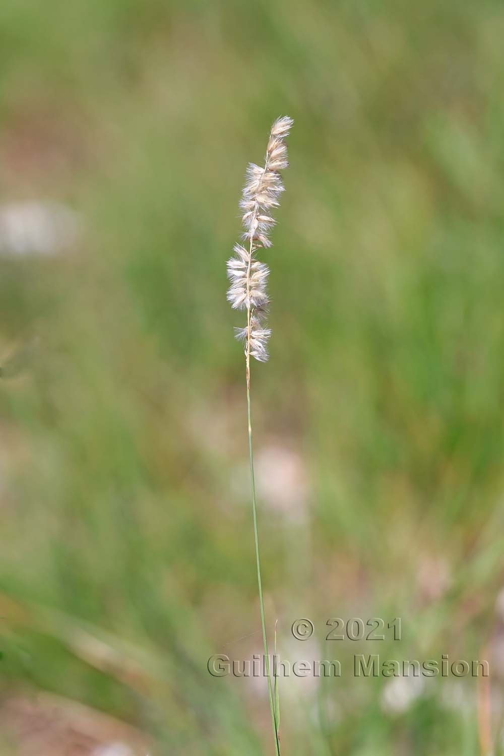 Melica ciliata