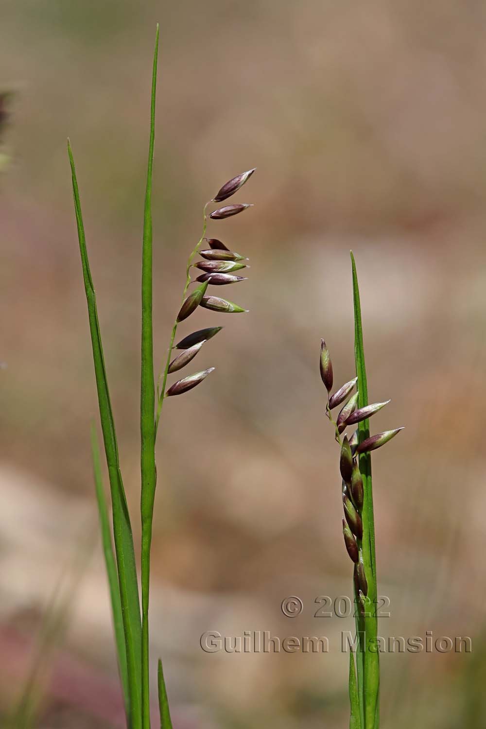 Melica nutans