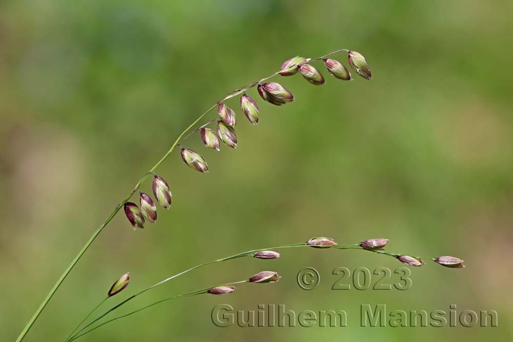 Melica nutans & Melica uniflora