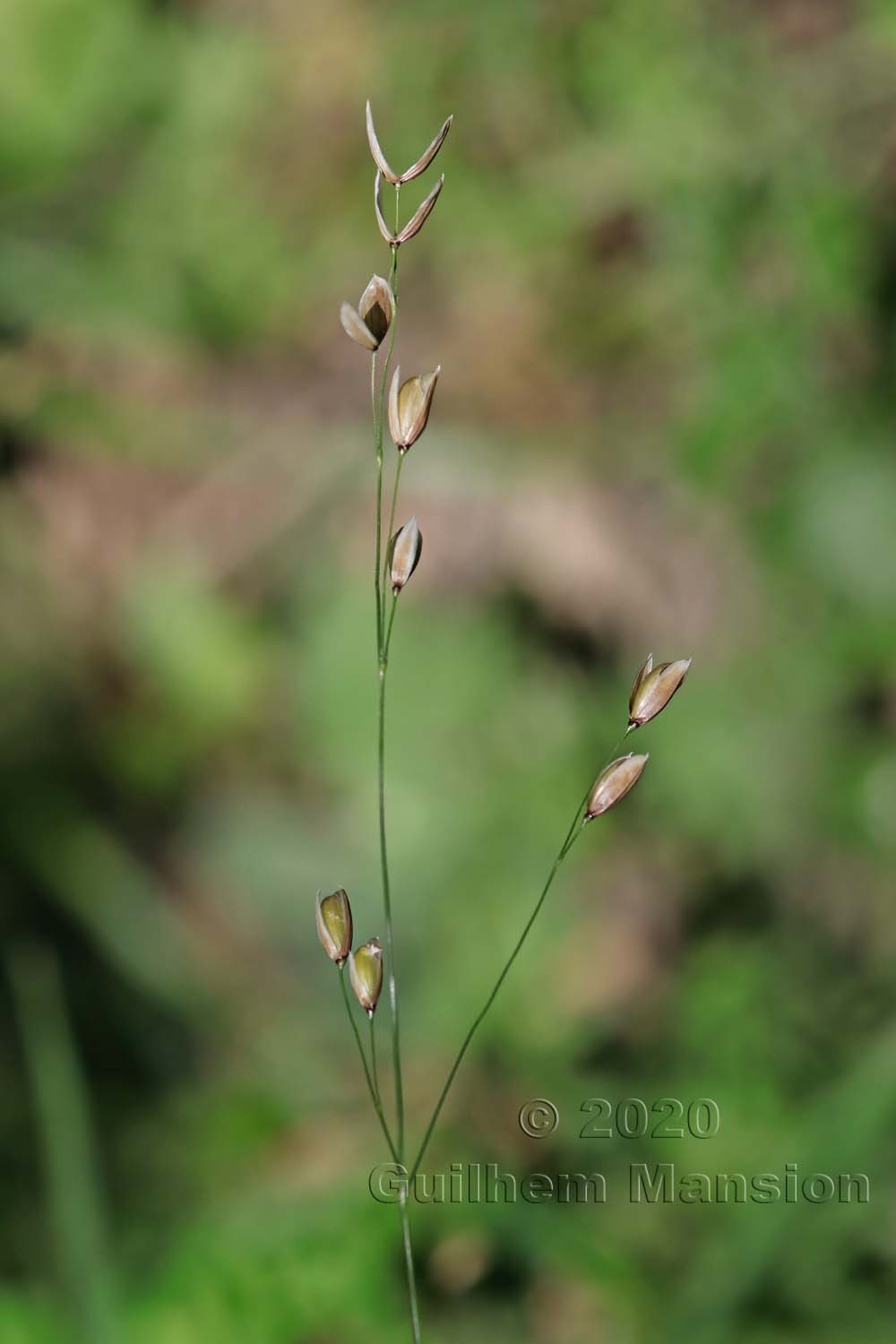 Melica uniflora