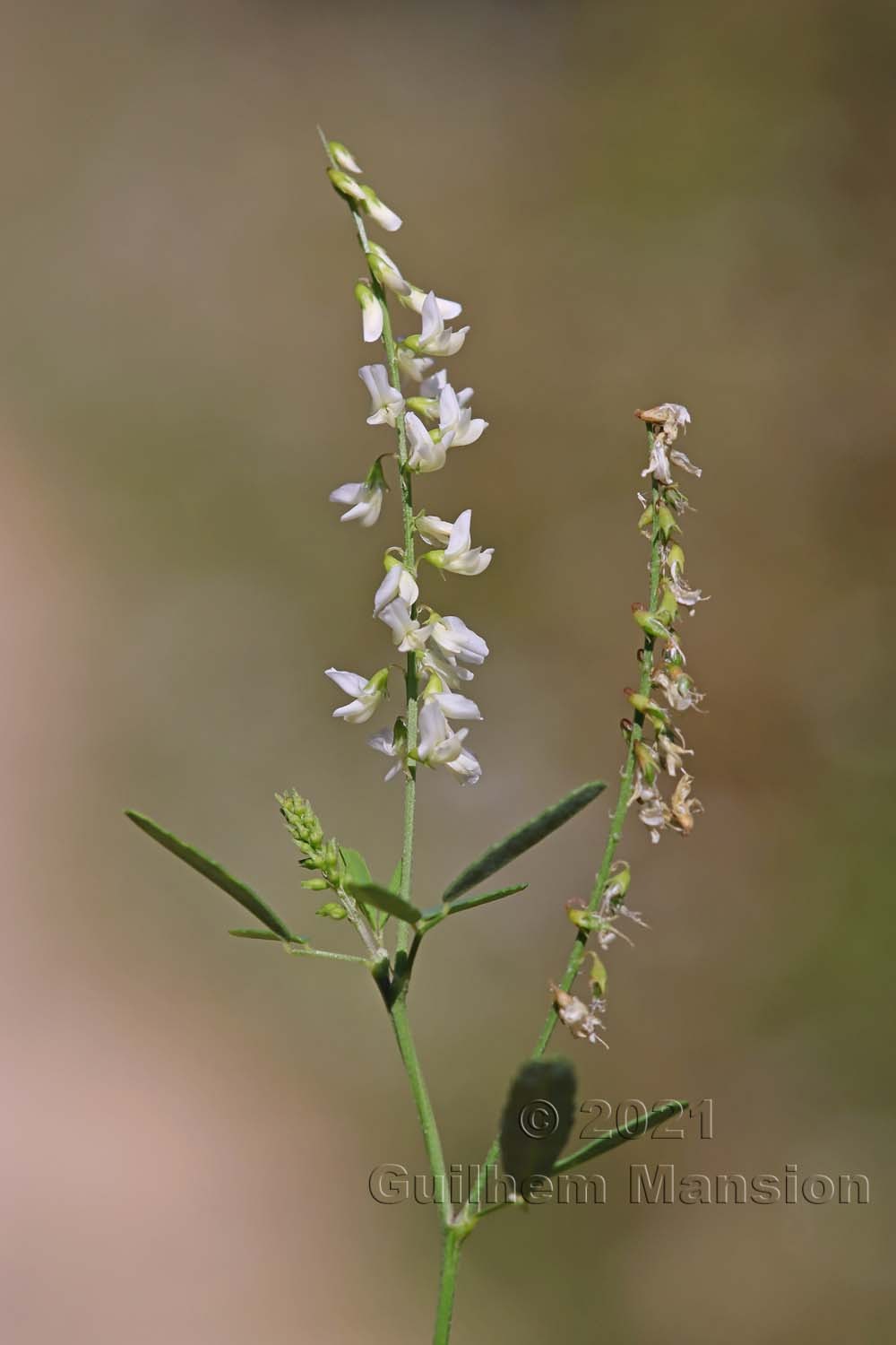 Trigonella alba [Melilotus albus]