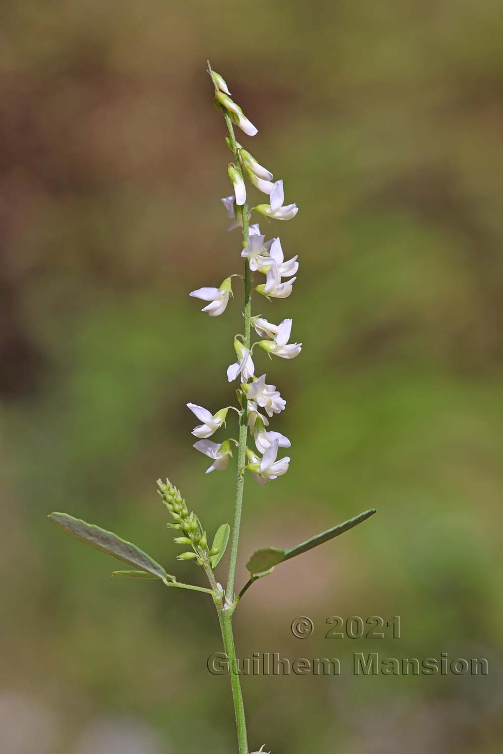 Trigonella alba [Melilotus albus]