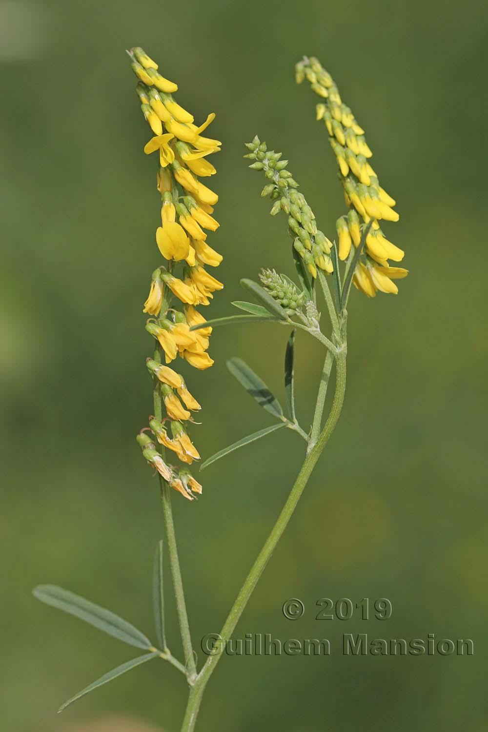 Trigonella officinalis [Melilotus officinalis]