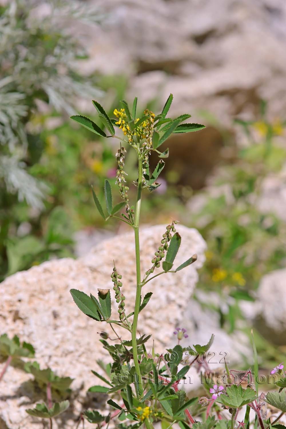 Trigonella sulcata [Melilotus sulcatus]