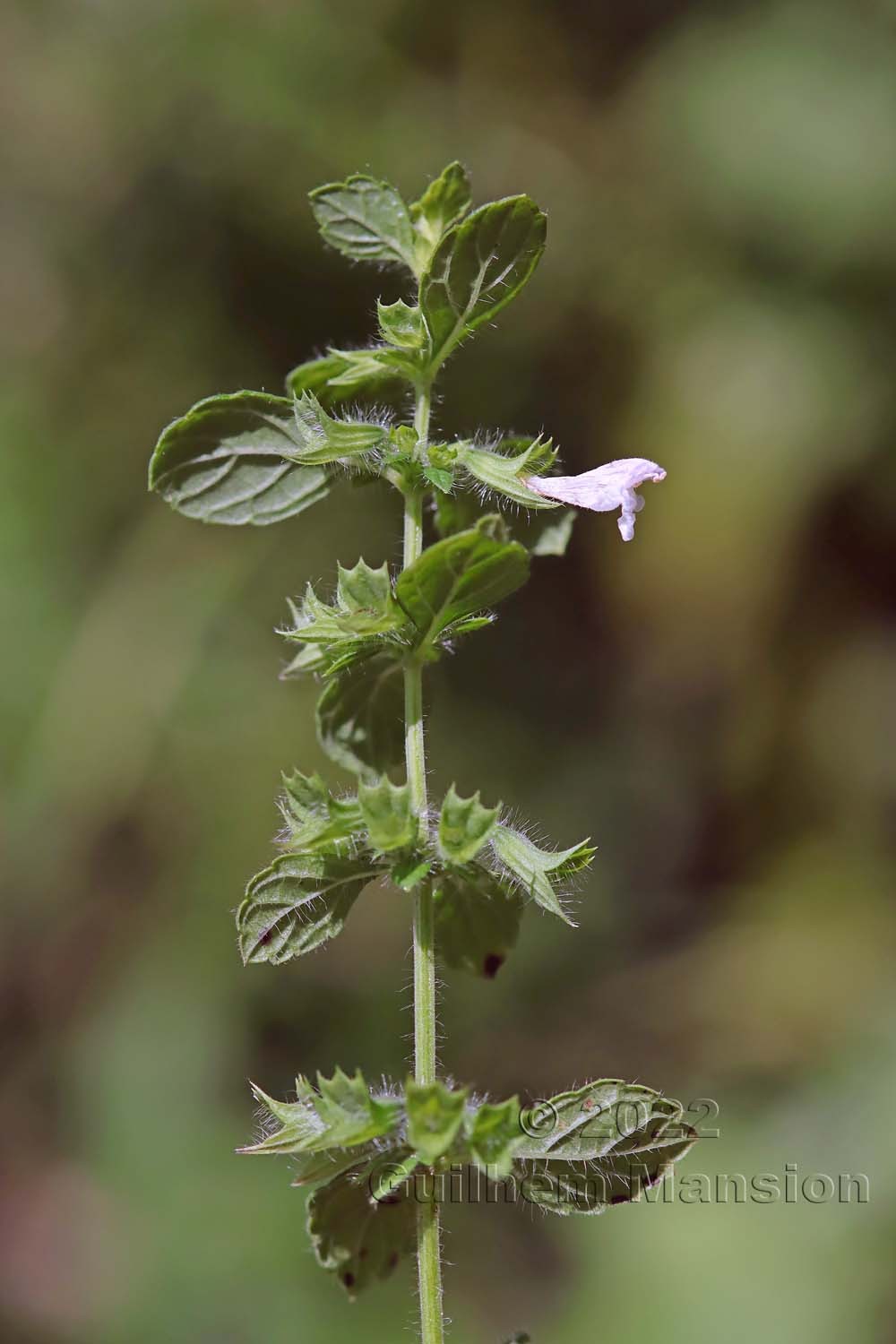 Melissa officinalis