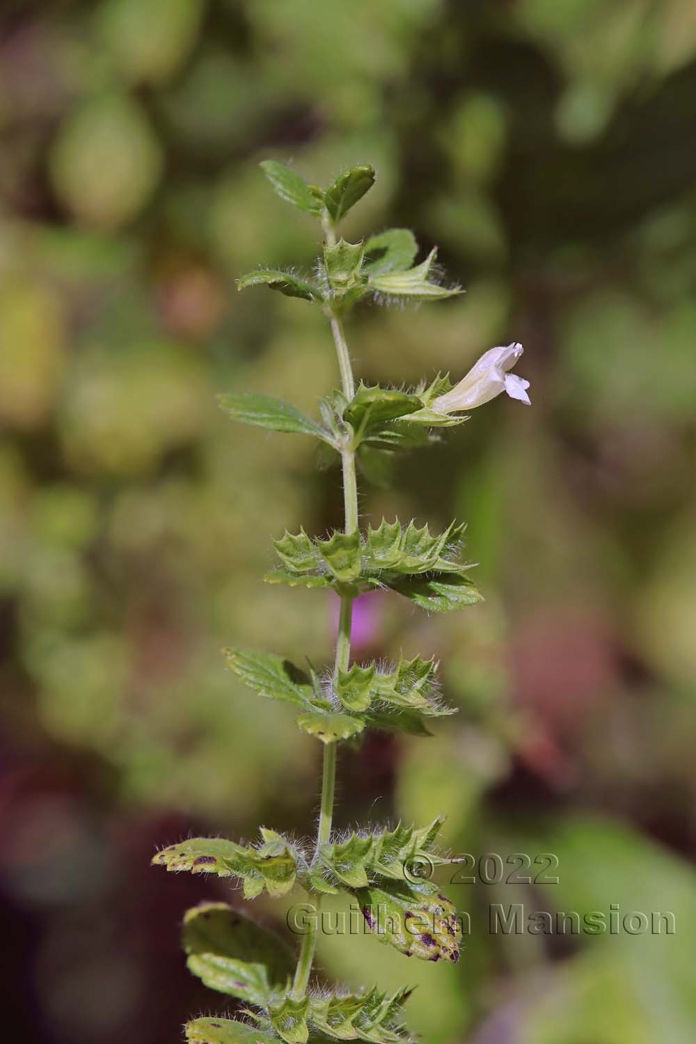 Melissa officinalis