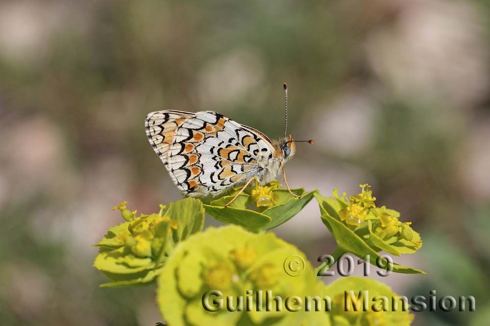 Melitaea athalia